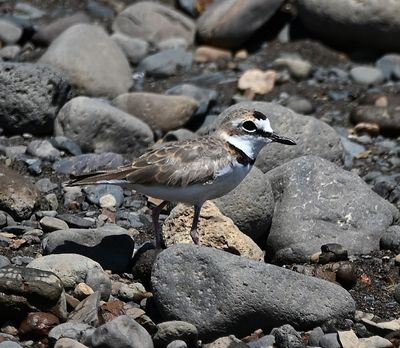 Collared Plover