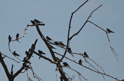 Gray-breasted Martins?