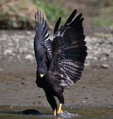 Common Black Hawk
