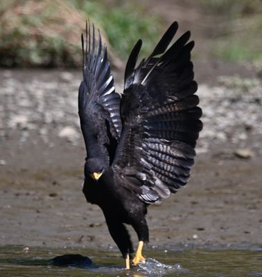 Common Black Hawk