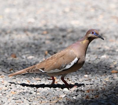 Back on shore, we found this White-winged Dove, browner than the ones we have at home.