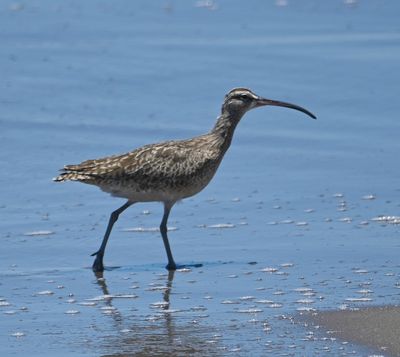 Another Whimbrel