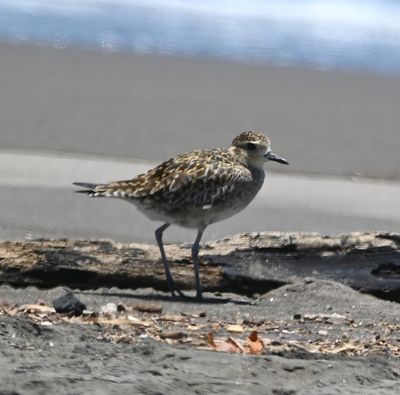 A Pacific Golden-Plover was reported at the beach in the days before we arrived and Erick was excited to find it, because it was a life bird for him.