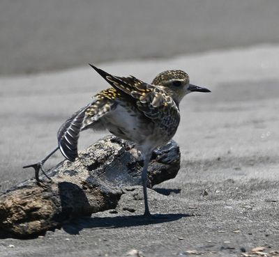 Pacific Golden-Plover, taking a stretch