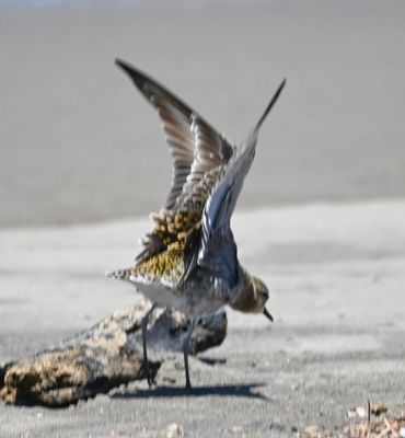 Pacific Golden-Plover