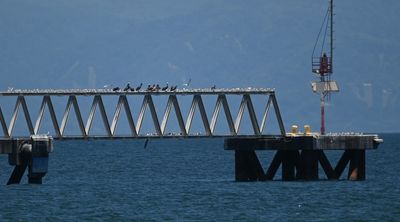 The cruise ship docking pier had a variety of birds perching on it, including Brown Pelicans, gulls and terns.