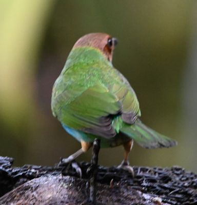 Back view of Bay-headed Tanager