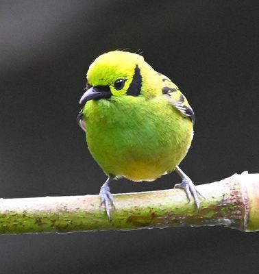 The Emerald Tanager was, indeed, a gem.
