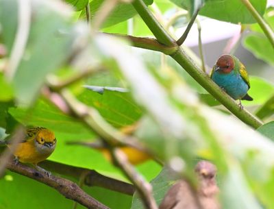Silver-throated and Bay-headed Tanagers, with a fuzzy Clay-colored Thrush in the foreground