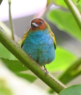 Full frontal Bay-headed Tanager at last