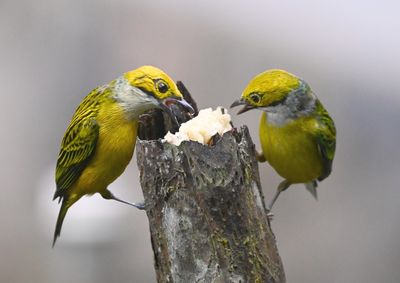 Silver-throated Tanagers, chowing down on banana