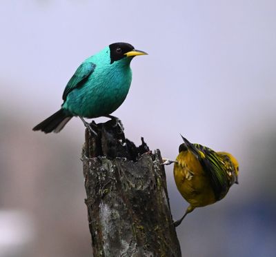 Green Honeycreeper and Silver-throated Tanager