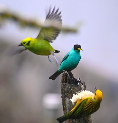 Emerald Tanager, Green Honeycreeper and Silver-throated Tanager