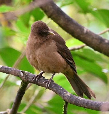 The national bird of Costa Rica, the Clay-colored Thrush