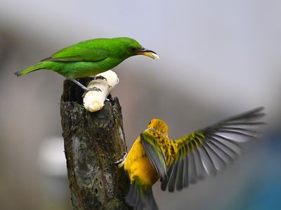 Female Green Honeycreeper and Silver-throated Tanager