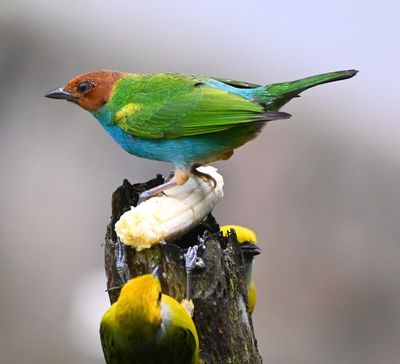 Profile of the Bay-headed Tanager