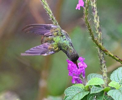 This Rufous-tailed Hummingbird was sipping nectar from nearby plants.