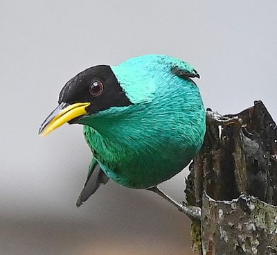 Male Green Honeycreeper