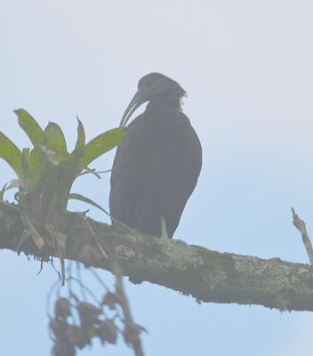 We made one more roadside stop on our way to Arenal Lodge when Erick found this Green Ibis in the fog.