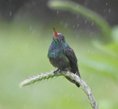 Rufous-tailed Hummingbird
We met early in the morning at the lodge and went to the covered observation deck to stay out of the rain. The birds, on the other hand, were out in it.