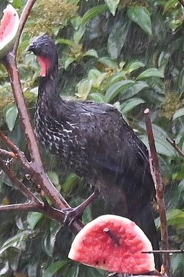 Crested Guan, on the feeder tree, where staff put out fruit to attract the birds.