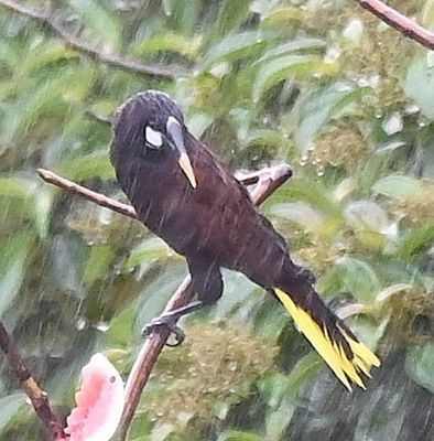 The Montezuma Oropendolas were, by far, the most frequent visitors at the feeders.