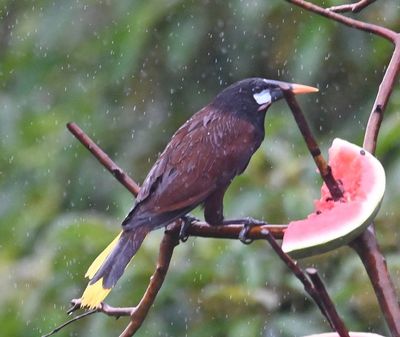 Montezuma Oropendola