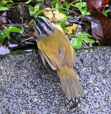 Black-striped Sparrow, next to the cover of the hedge beside the walkway below the observation deck