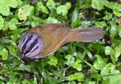 Black-striped Sparrow