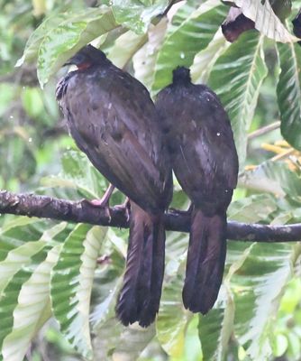 Two Crested Guans, seeking shelter under the leaves of the cecropia trees next to the observation deck