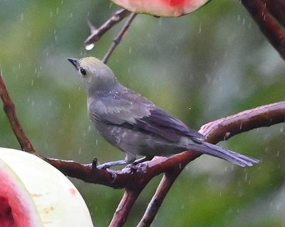Palm Tanager