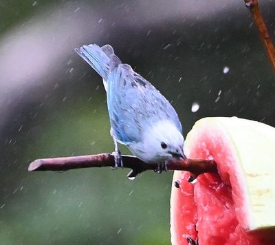 Blue-gray Tanager
