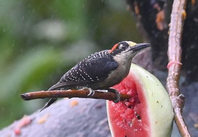 Black-cheeked Woodpecker