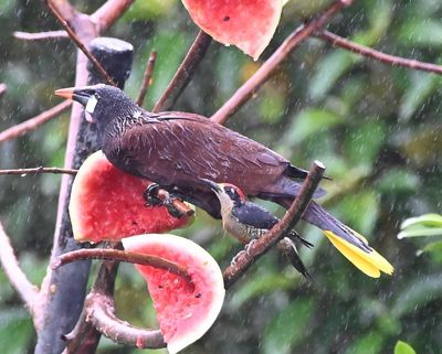 Black-cheeked Woodpecker, acting just like a big bird