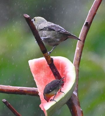 Palm Tanager (above) and Bananaquit (below}