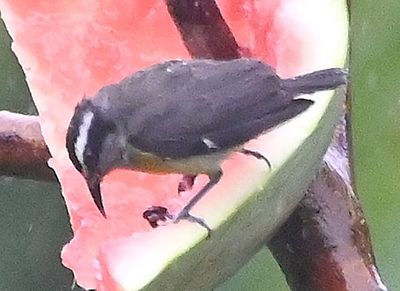 Bananaquit