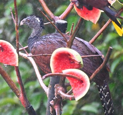 Even the female Great Curassow got into the feeder tree.