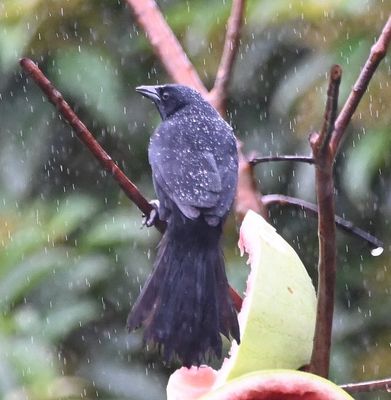 Melodious Blackbird