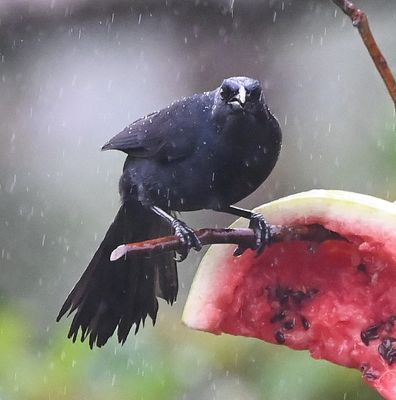 Melodious Blackbird