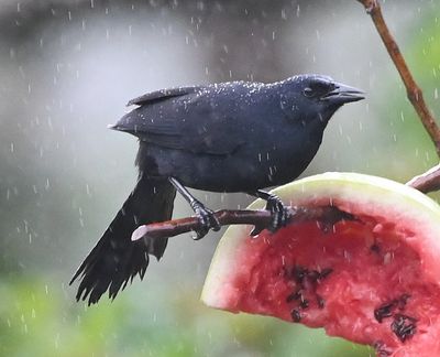 Melodious Blackbird