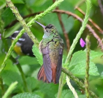 Rufous-tailed Hummingbird