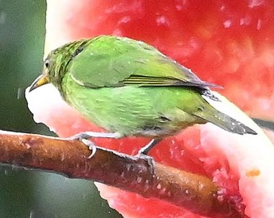 Female Green Honeycreeper