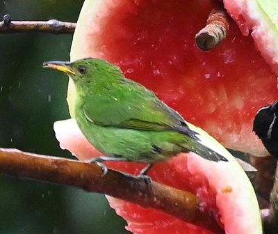 Female Green Honeycreeper