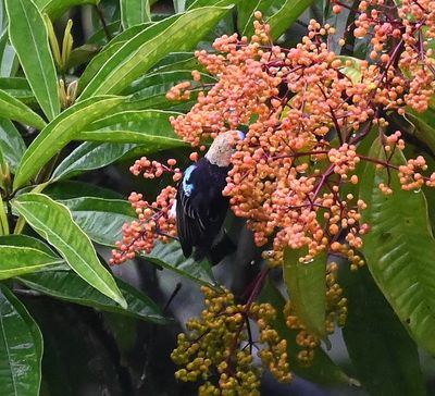 Golden-hooded Tanager, with its head stuck in a berry-filled bush