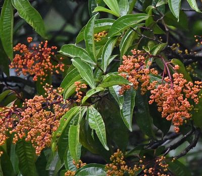 TRIP DAY 9 (Tue, 4/4):
Flameberry (Urera caracasana), in the garden off the deck at Arenal Observatory Lodge