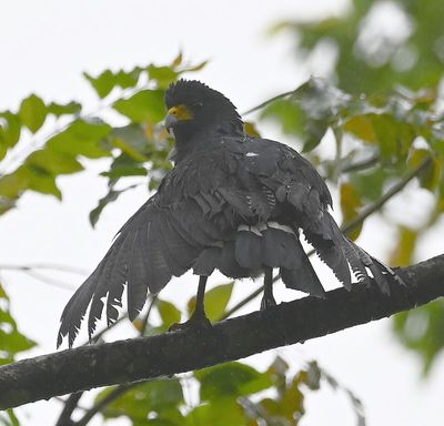 Great Black Hawk
The rain at the lodge continued, so Erick took us down to La Fortuna and we stopped on the way to do some birding along the road.