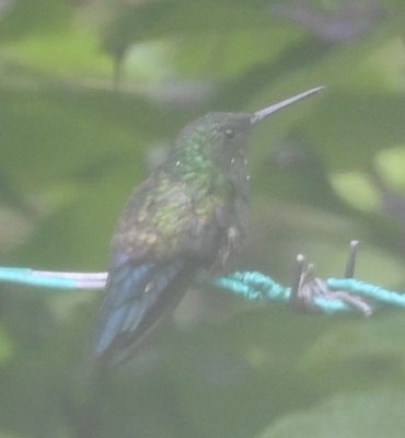 Blue-vented Hummingbird, along the road into La Fortuna
It was still foggy and drizzly, but we stopped and got out of the bus for a few minutes at a birdy spot along the road.