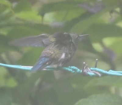 Blue-vented Hummingbird, formerly Steely-vented
