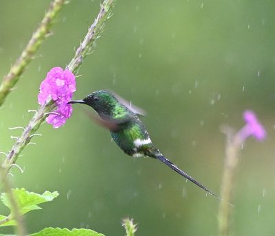 Male Green Thorntail