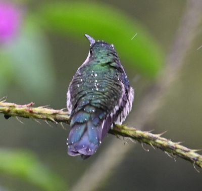Crowned Woodnymph